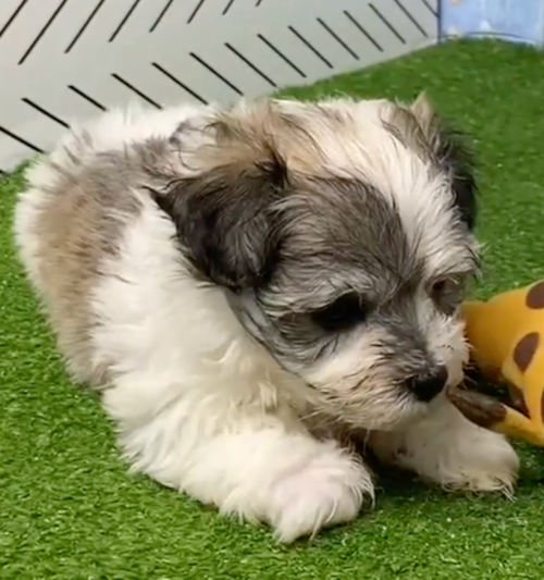 tricolor havachon sitting next to an orange toy